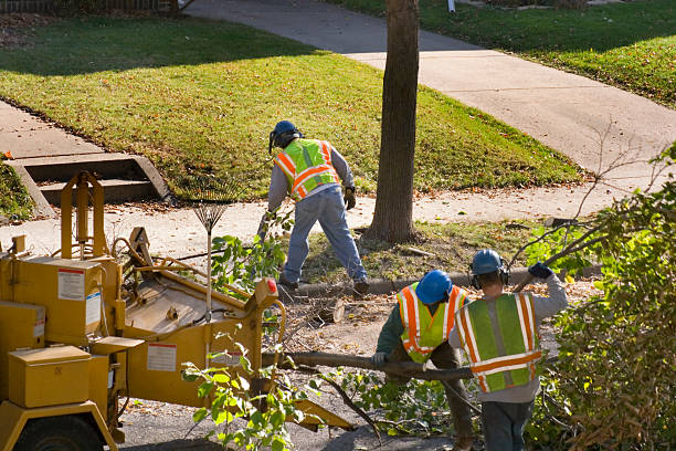 Professional Tree Care  in Shady Cove, OR